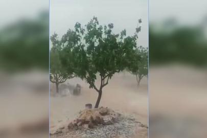Bu yıl dolu ve yağış, Urfa'da fıstık bırakmadı