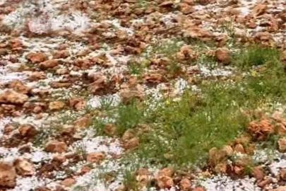 Dolu yağışı Antep fıstığı bahçelerine zarar verdi