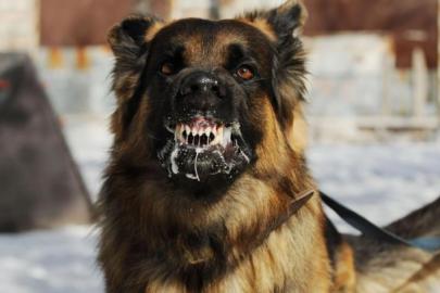 Halfeti’de sahipsiz köpek saldırısı