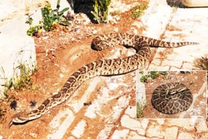Havalar ısındı: Yılanlar çıkmaya başladı