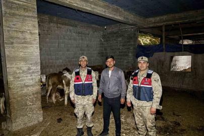 Kaybolan 13 büyükbaş hayvan jandarma tarafından bulundu