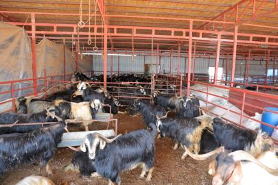 Kurbanlık fiyatlarında esnaftan indirim kararı