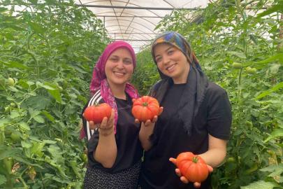 O ilçede yıllık 550 bin ton domates hasat ediliyor