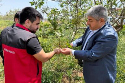 Şanlıurfa’da dolu zararı yerinde incelendi