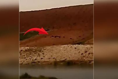 Şanlıurfa’da domuz sürüsü kırsal bölgelerde görüldü