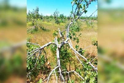 Şanlıurfa’da fıstık ağaçları, testere ile katledildi