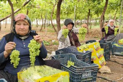 Sezonun ilk üzümü hasat edildi, kilosu 600 TL’den ihraç edildi