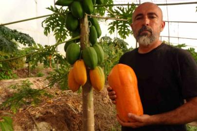 Tropikal papaya hasadı: Kilosu 90 TL’ye çıktı