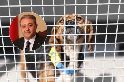 Vali Şıldak: Urfa'da 32 bin 852 sahipsiz hayvan toplandı
